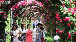 Lễ hội hoa hồng Bulgaria lần đầu tiên tại Việt Nam