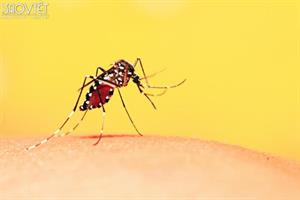 Mùa mưa sắp đến, làm thế nào để bảo vệ bản thân khỏi bệnh sốt xuất huyết?