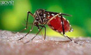 Muỗi vằn truyền bệnh sốt xuất huyết dày đặc tại Hà Nội